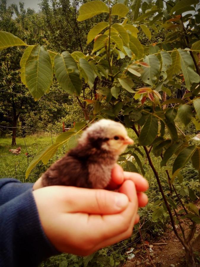 Agroturystyka U Babci Czchow Exteriér fotografie