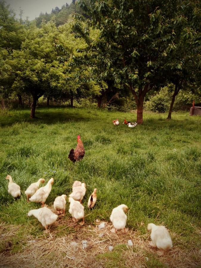 Agroturystyka U Babci Czchow Exteriér fotografie