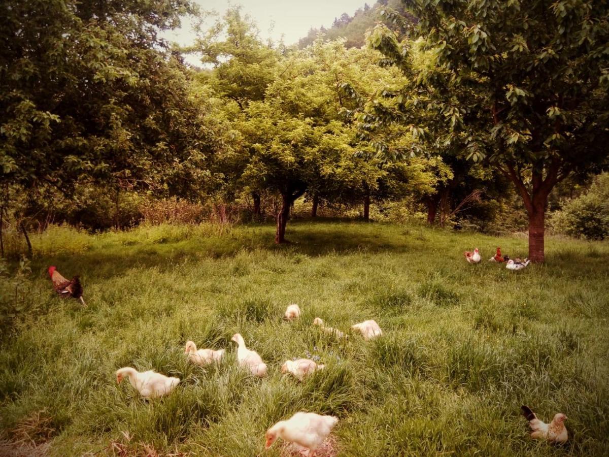 Agroturystyka U Babci Czchow Exteriér fotografie