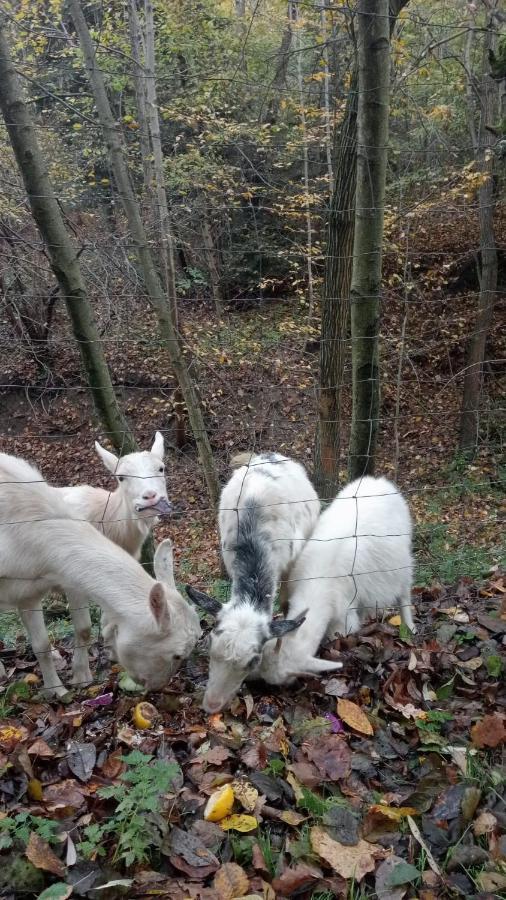Agroturystyka U Babci Czchow Exteriér fotografie