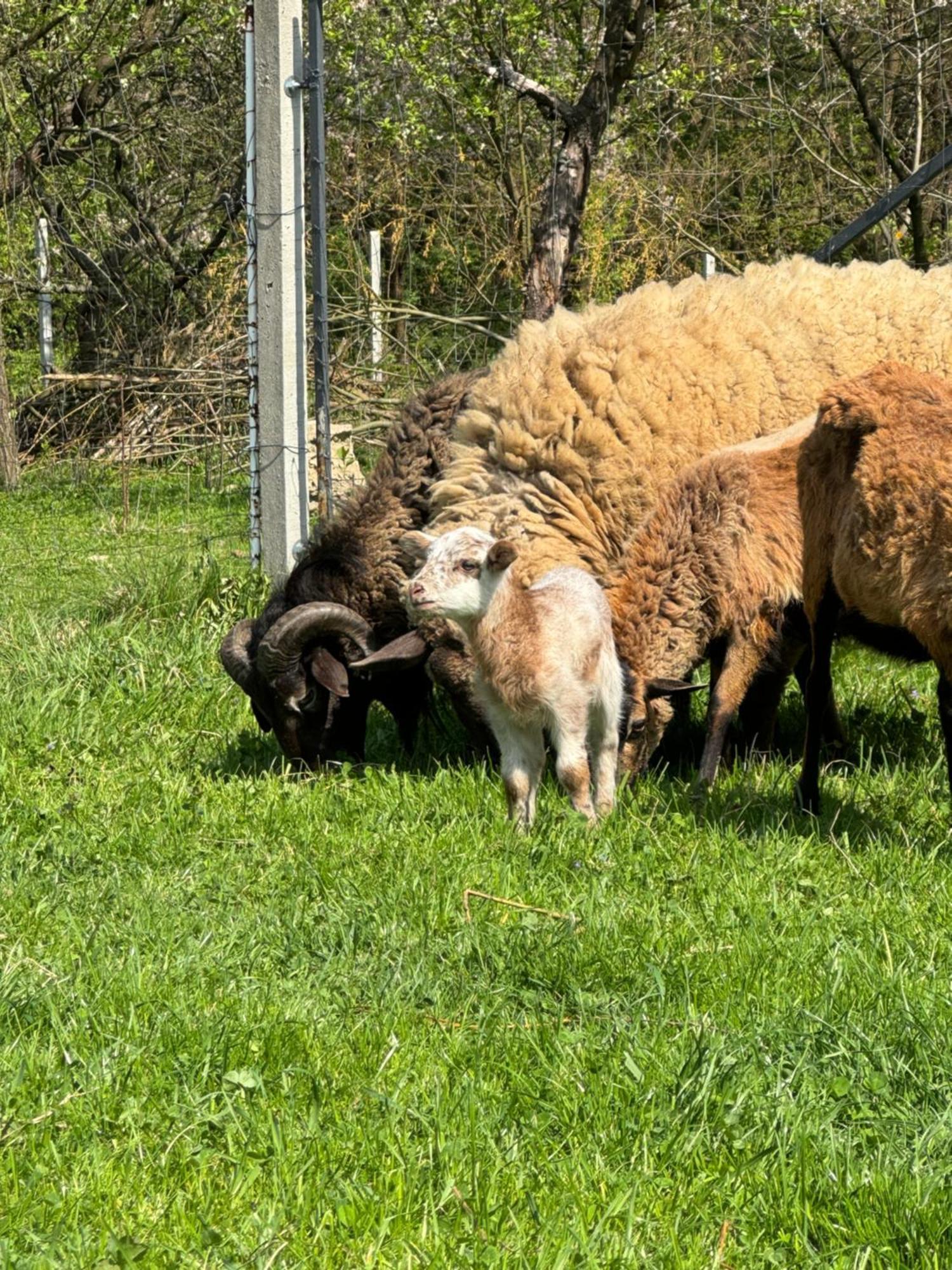 Agroturystyka U Babci Czchow Exteriér fotografie